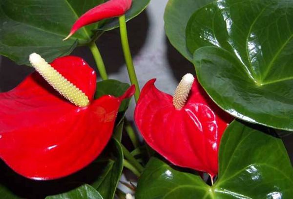 紅掌的繁殖方法和注意事項，4種繁殖方法任君選擇（不建議播種繁殖）