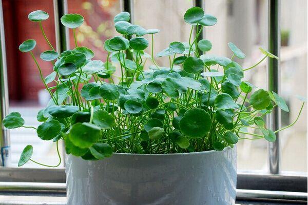 銅錢草與金錢草的區(qū)別，外形神似功效價值卻大不相同