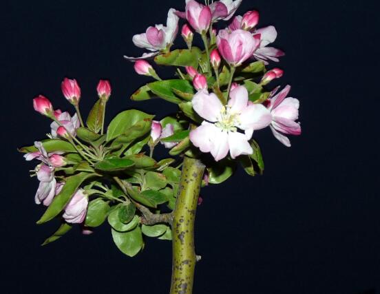 海棠花怎么施肥，海棠花施復(fù)合肥最好