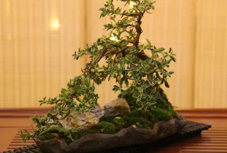 六月雪的養(yǎng)殖方法和注意事項(xiàng)，夏天要注意高溫死苗