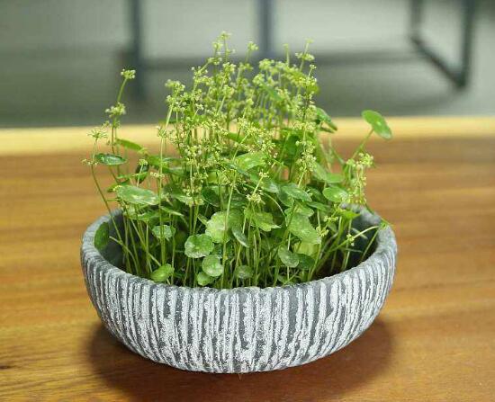 銅錢草什么時(shí)候開花，銅錢草花期多長(zhǎng)時(shí)間（四個(gè)月）