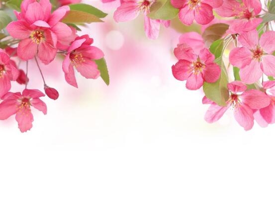 海棠花怎么澆水，海棠花澆水方法