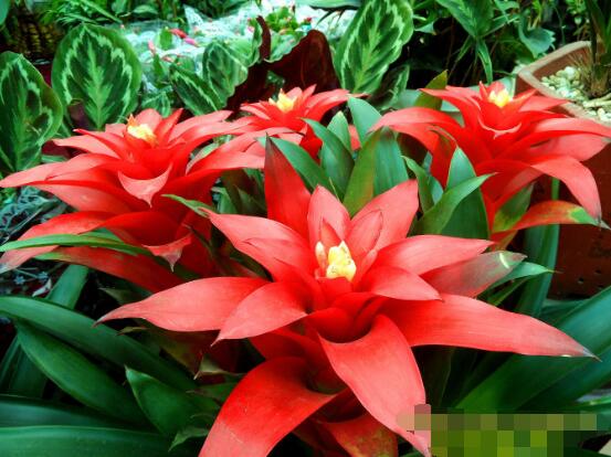 怎么讓鴻運(yùn)當(dāng)頭開(kāi)花，做好四個(gè)基本要點(diǎn)花開(kāi)爆盆