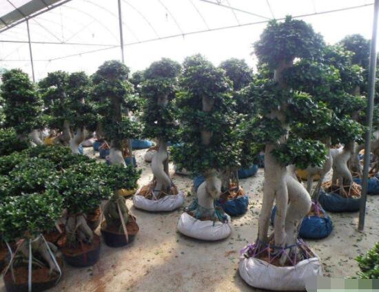 榕樹(shù)盆景病蟲(chóng)害防治方法，盤(pán)點(diǎn)最全面四種常見(jiàn)病蟲(chóng)害