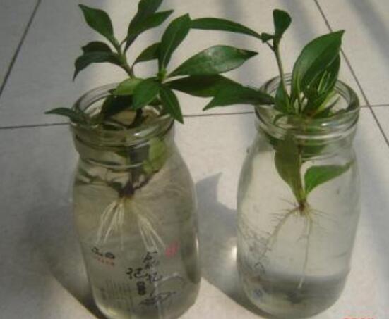 桅子花怎么扦插，老農(nóng)總結(jié)兩大扦插繁殖方法(水插與土插)