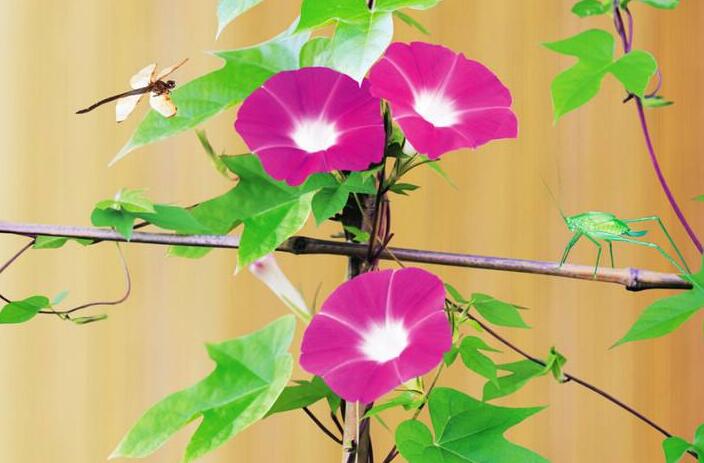 牽?；ㄔ趺答B(yǎng)才能爆盆，三種方法養(yǎng)出茂密的花朵