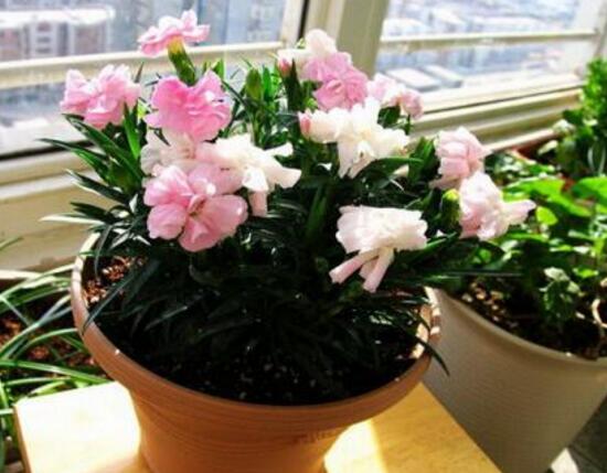 康乃馨爛根還能活嗎，康乃馨爛根怎么辦