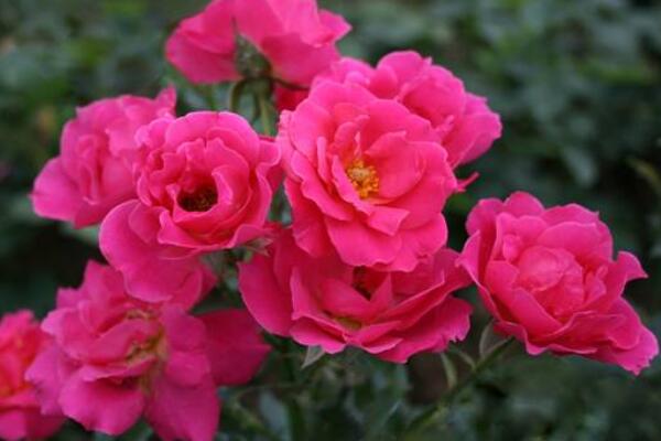 月季花的花期怎么護理，花期養(yǎng)護的4大要點