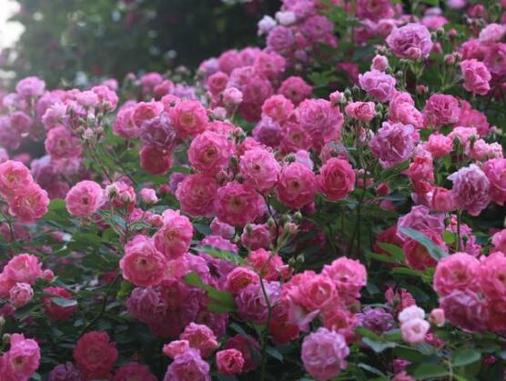 薔薇花圖片，薔薇花圖片大全