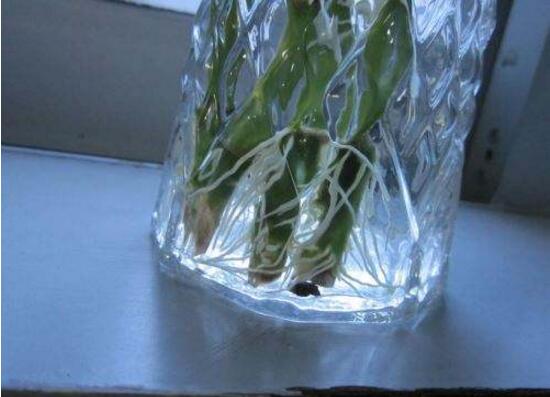 新買(mǎi)的富貴竹怎么水養(yǎng)，水養(yǎng)富貴竹小技巧