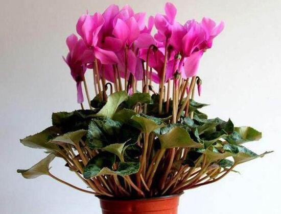 仙客來怎么換盆，仙客來換盆注意事項