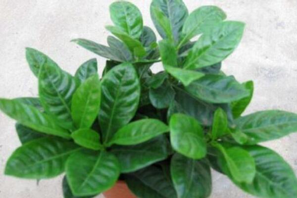 梔子花為什么只長葉子不開花，5種原因以及解決辦法