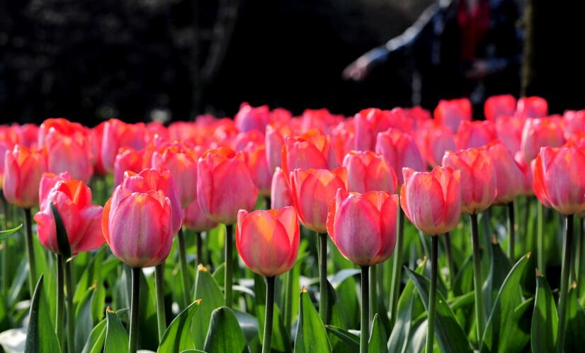 郁金香花語是什么意思，顏色不同含義也就不同