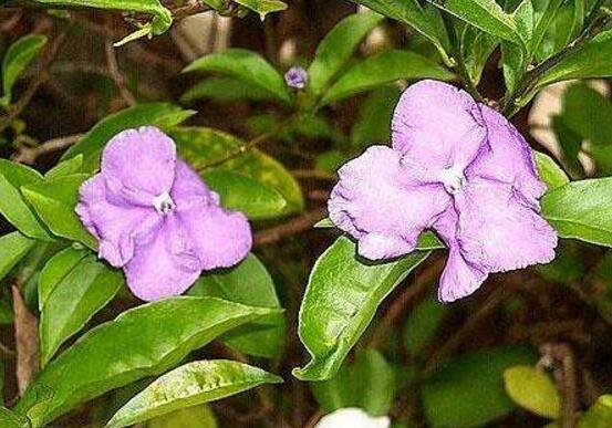 番茉莉怎么養(yǎng)，八大方法教你養(yǎng)得郁郁蔥蔥