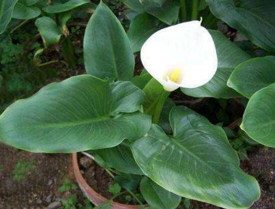 馬蹄蓮什么時(shí)候開花，馬蹄蓮不開花的原因