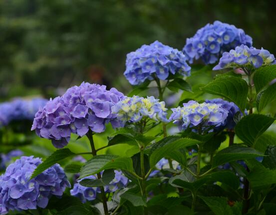繡球花夏季怎么養(yǎng)，六個方法教你安然度夏