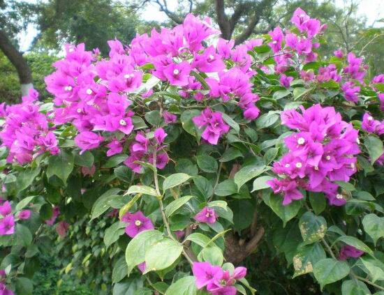 三角梅是哪個市的市花，三角梅花語是什么