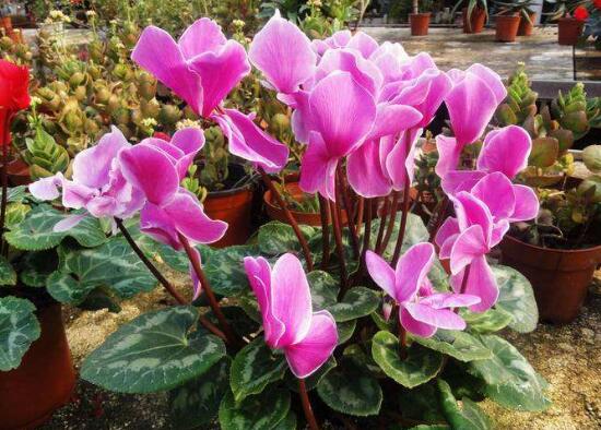 仙客來可以扦插嗎，仙客來的繁殖方法