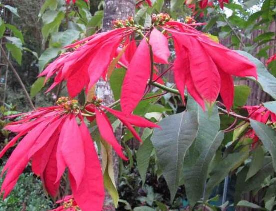 一品紅病蟲害怎么辦，一品紅病蟲害防治辦法