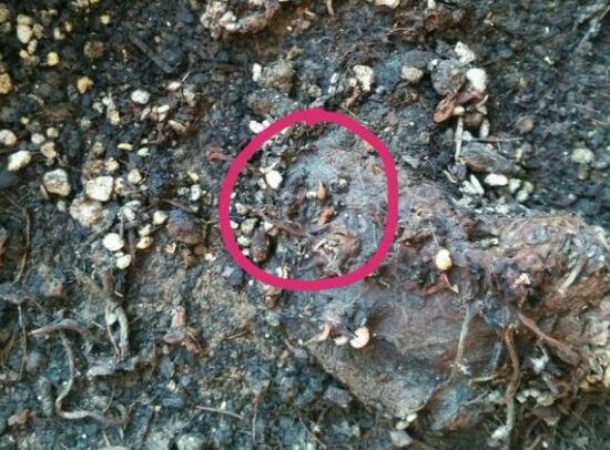 仙客來(lái)不長(zhǎng)葉子怎么辦，仙客來(lái)葉子不茂盛處理方法