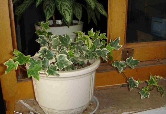 常春藤爛根怎么辦，常春藤爛根的原因及處理方法