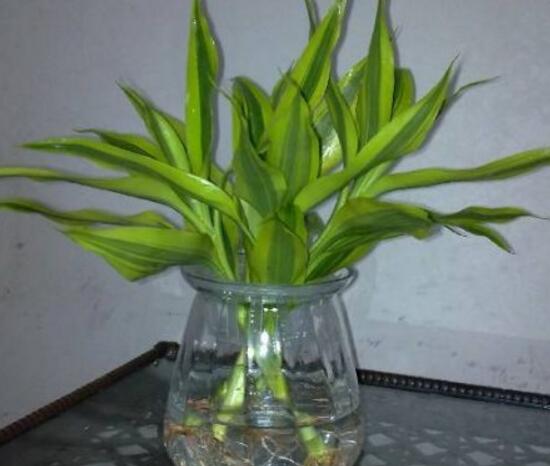 新買(mǎi)的富貴竹怎么水養(yǎng)，水養(yǎng)富貴竹小技巧