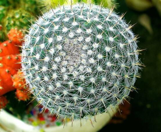 家里放仙人球是吉是兇，化解煞氣、安居樂(lè)業(yè)(吉兆)