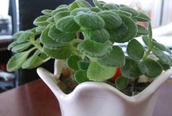 碰碰香的繁殖與養(yǎng)護(hù)，扦插繁殖存活率最高/肥水光照充足