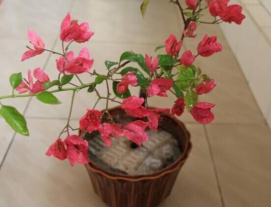 三角梅怎么養(yǎng)，三角梅的養(yǎng)殖方法