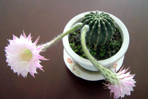 仙人球開(kāi)花季節(jié)，每年的春夏季綻放（花期十天左右）