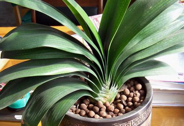 怎樣給君子蘭施肥，過度施肥會造成植株爛根或焦枯