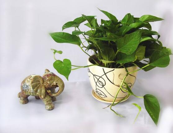 綠蘿什么時候扦插最好，4-8月是綠蘿扦插最好時間