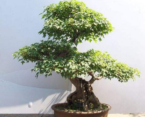 六月雪有毒嗎，六月雪可以養(yǎng)殖在室內(nèi)嗎