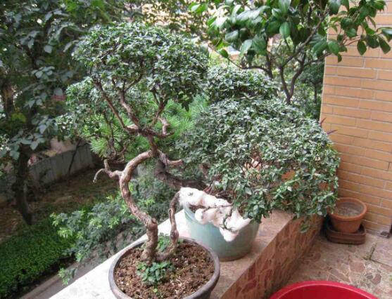 六月雪花怎么施肥，六月雪花施肥方法