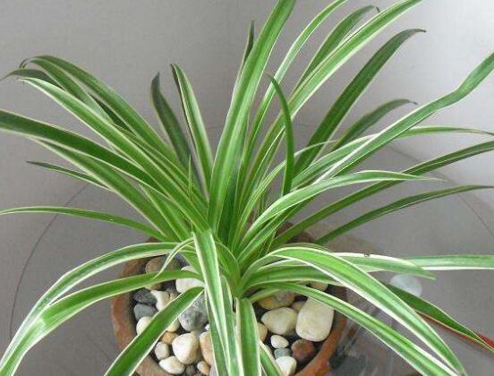 金心吊蘭的養(yǎng)殖方法及注意事項(xiàng)，9種方法幫你把金心吊蘭養(yǎng)爆盆