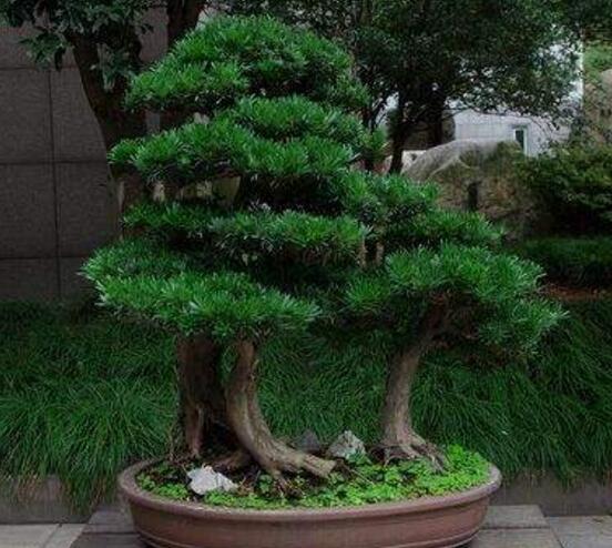 盆栽羅漢松怎么養(yǎng)，盆栽羅漢松養(yǎng)殖方法