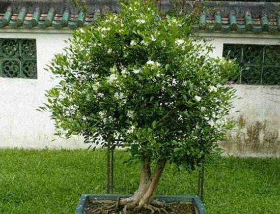 九里香有毒嗎，九里香可以放臥室嗎/無(wú)毒不能放