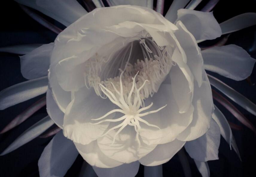 曇花種子種植方法，白天接受足夠的光照晚上才能開花