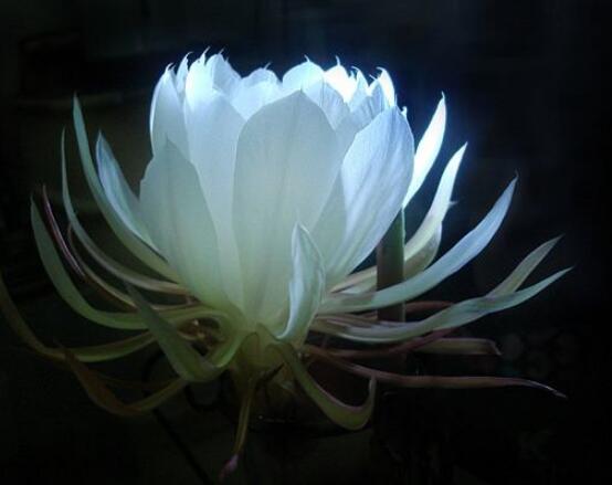 曇花的養(yǎng)殖方法和注意事項(xiàng)，老農(nóng)總結(jié)七大最實(shí)用養(yǎng)殖方法