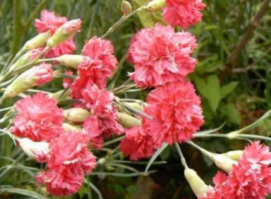 康乃馨的作用，凈化空氣、美化環(huán)境(五個要點)