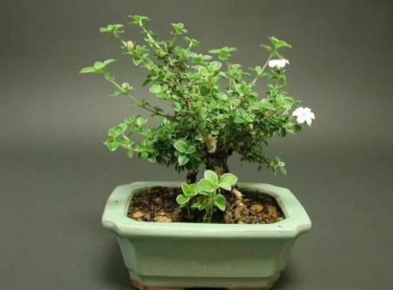 六月雪扦插注意事項，擇生長健康插惠、插進土壤深度適中