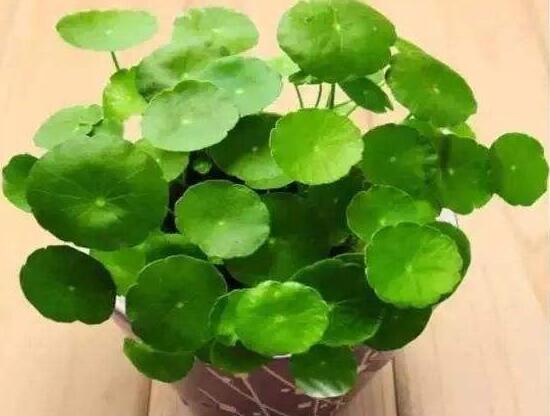 銅錢草的風(fēng)水作用是什么，銅錢草的功效與作用