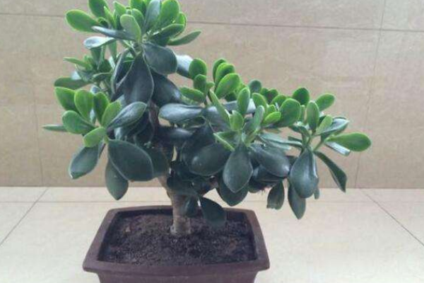 燕子掌葉片可以扦插嗎，4步即可完成燕子掌葉插