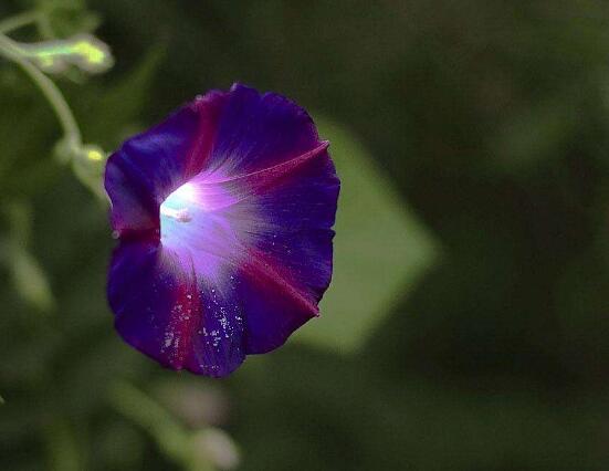 牽牛花有毒嗎，牽?；梢栽谑覂?nèi)養(yǎng)嗎