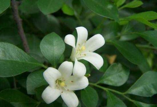 九里香怎么澆水，九里香多久澆一次水