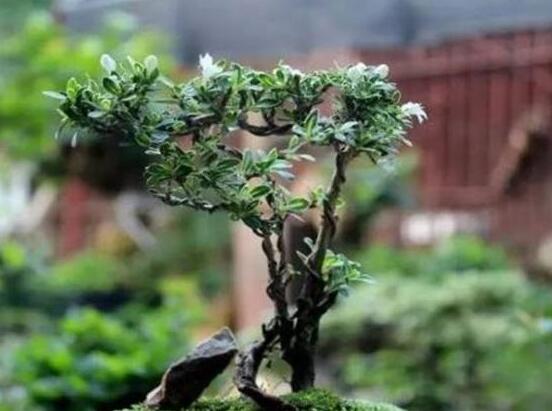 六月雪不發(fā)芽怎么辦，教你三種最直觀解決辦法