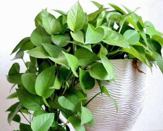 綠蘿的好處有哪些，五點(diǎn)好處便可立竿見影(美化環(huán)境)