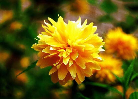 天竺葵爛根怎么辦，天竺葵爛根解決辦法