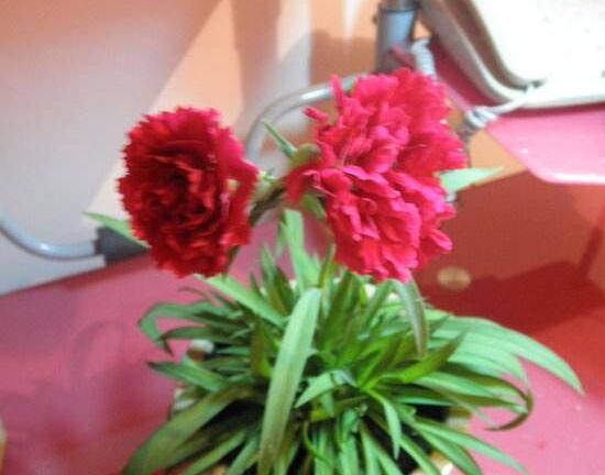 康乃馨什么時候開花，康乃馨的花期多長