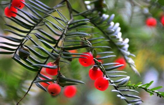 家里養(yǎng)紅豆杉樹好嗎，好/放在家中的這幾個(gè)方位上最好